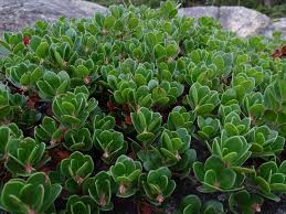 Attēlu rezultāti vaicājumam “Arctostaphylos uva-ursi”