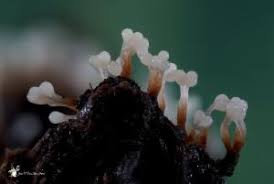 Attēlu rezultāti vaicājumam “Trichia erecta”