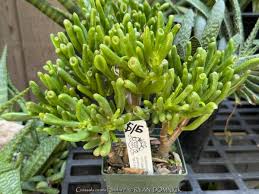 Image result for Crassula hobbit