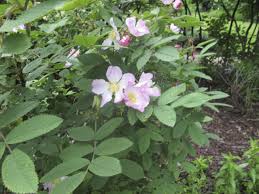 Attēlu rezultāti vaicājumam “Rosa glabrifolia”