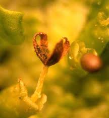 Attēlu rezultāti vaicājumam “Radula complanata sporophyte”
