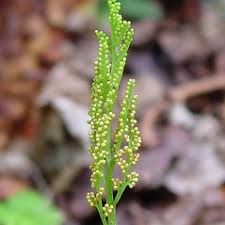 Attēlu rezultāti vaicājumam “Botrychium virginianum”