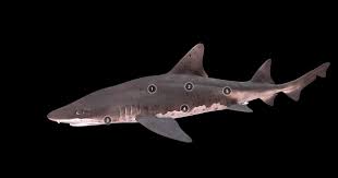 Image result for Triakis megalopterus