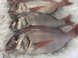 Image result for Pagrus