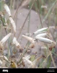 Attēlu rezultāti vaicājumam “Silene chlorantha”