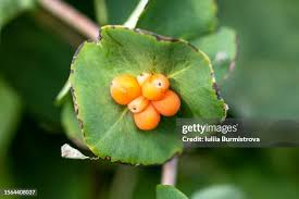 Attēlu rezultāti vaicājumam “Lonicera caprifolium fruit”
