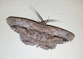 Attēlu rezultāti vaicājumam “Geometridae”