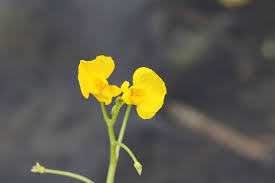 Attēlu rezultāti vaicājumam “Lentibulariaceae”