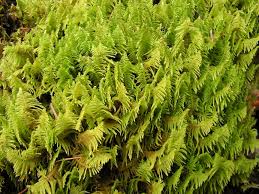 Attēlu rezultāti vaicājumam “Ptilium crista-castrensis”