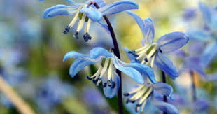 Attēlu rezultāti vaicājumam “Scilla siberica bud”