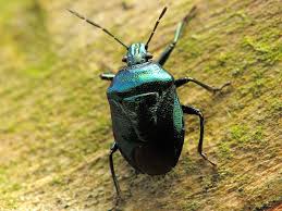 Attēlu rezultāti vaicājumam “Zicrona caerulea nymph”