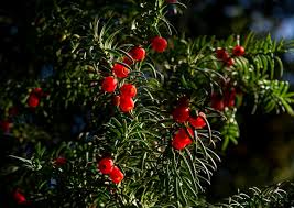 Attēlu rezultāti vaicājumam “Taxus baccata fruit”