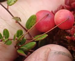 Attēlu rezultāti vaicājumam “Oxycoccus microcarpus”