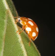 Attēlu rezultāti vaicājumam “Calvia decemguttata larva”