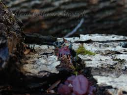 Attēlu rezultāti vaicājumam “Licea chelonoides”