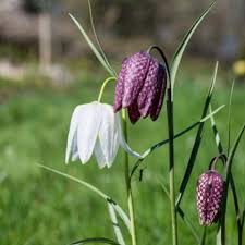 Attēlu rezultāti vaicājumam “Meleagris”