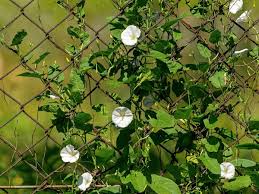 Attēlu rezultāti vaicājumam “Calystegia inflata leaf”