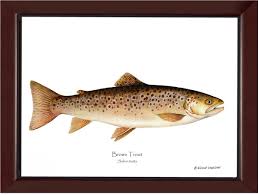 Image result for Salmo trutta