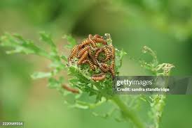 Attēlu rezultāti vaicājumam “Aphis jacobaeae”