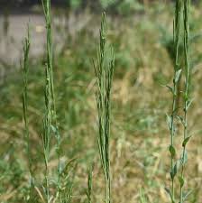 Attēlu rezultāti vaicājumam “Arabis glabra”