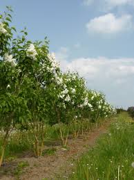 Attēlu rezultāti vaicājumam “Syringa vulgaris”