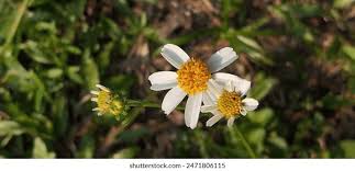 Attēlu rezultāti vaicājumam “Galinsoga quadriradiata flower”