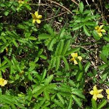 Image result for Potentilla anserina