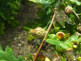 Attēlu rezultāti vaicājumam “Andricus foecundatrix”