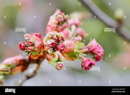Attēlu rezultāti vaicājumam “Crataegus laevigata flower”