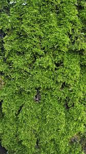 Attēlu rezultāti vaicājumam “Hypnum cupressiforme var. filiforme”