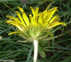 Image result for Inula hirta