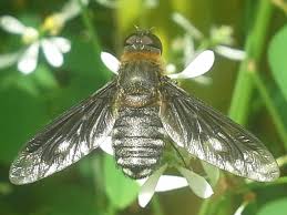 Attēlu rezultāti vaicājumam “Bombyliidae”