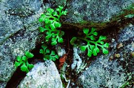 Attēlu rezultāti vaicājumam “Asplenium ruta-muraria”