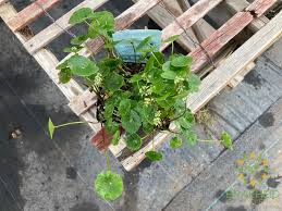 Attēlu rezultāti vaicājumam “Hydrocotyle vulgaris leaf”