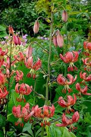 Attēlu rezultāti vaicājumam “Lilium martagon flower”