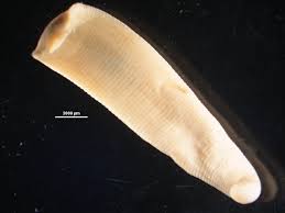 Attēlu rezultāti vaicājumam “Hirudinea”