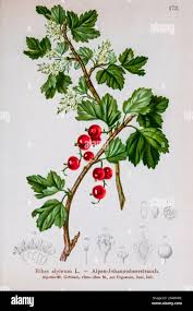 Attēlu rezultāti vaicājumam “Ribes alpinum leaf”