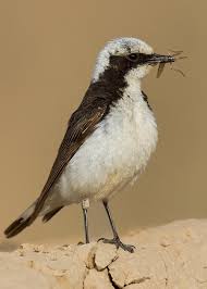 Attēlu rezultāti vaicājumam “Muscicapidae”