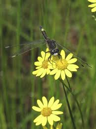 Attēlu rezultāti vaicājumam “Leucorrhinia pectoralis”