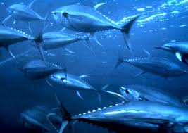 Image result for Thunnus albacares