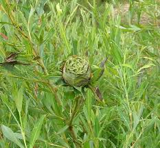 Attēlu rezultāti vaicājumam “Rhabdophaga rosaria”