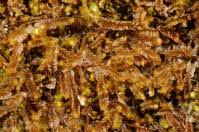 Attēlu rezultāti vaicājumam “Barbilophozia kunzeana”