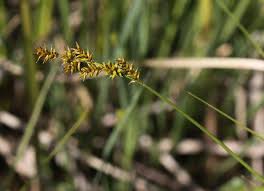 Attēlu rezultāti vaicājumam “Carex elongata”