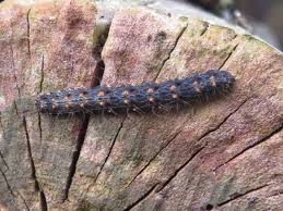 Attēlu rezultāti vaicājumam “Parascotia fuliginaria”