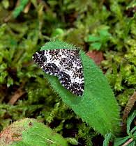 Attēlu rezultāti vaicājumam “Epirrhoe”