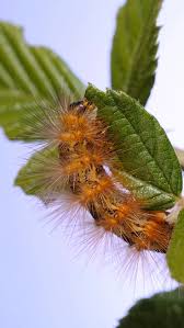 Attēlu rezultāti vaicājumam “Pyrochroidae imago”