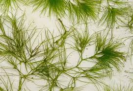 Attēlu rezultāti vaicājumam “Najadaceae”