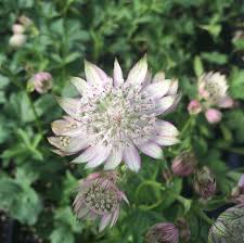 Attēlu rezultāti vaicājumam “Astrantia major flower”