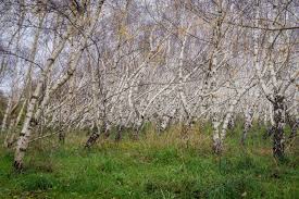 Attēlu rezultāti vaicājumam “Betula pendula var. carelica”