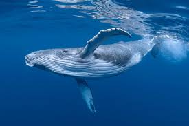 Image result for Balaenoptera musculus